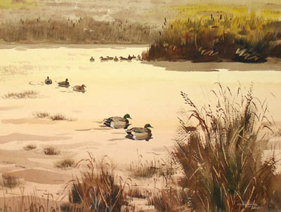 Duck Pond