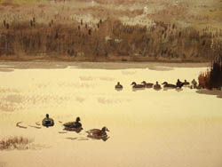 Duck Pond