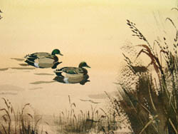 Duck Pond