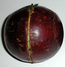 Newton Pocket