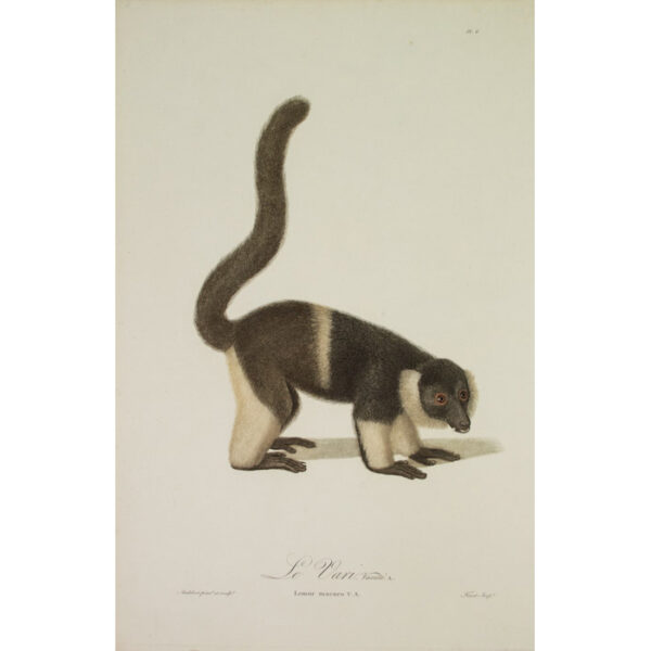 Le Vari Nouvelle A./ Lemur macaco, V.A. (Pl. 3) [Eulemur macaco, Black Lemur]