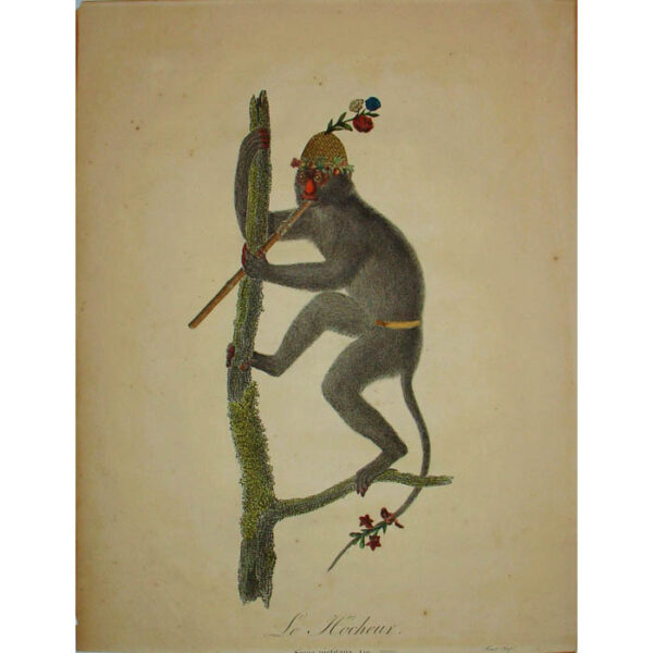 Monkey Musician in Costume, Le Hocheur
