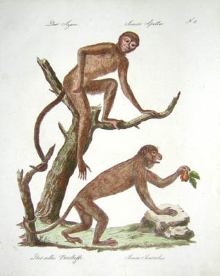 GREEN MONKEY PRINT Antique lithograph from 1883