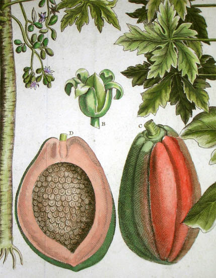 Papaya Botanical Study