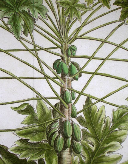 Papaya Botanical Study