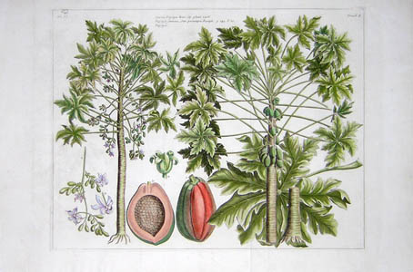 Papaya Botanical Study