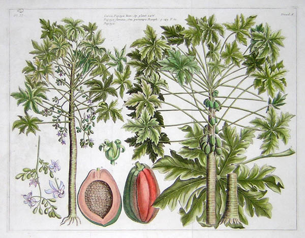 Papaya Botanical Study