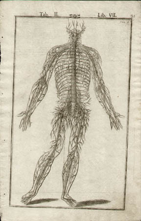 Bucretius anatomy - sold