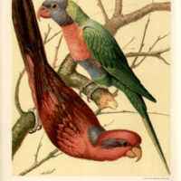 Cassell's Parrot Natural History Studies