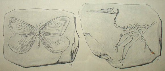 Dinosaurs of the Jurassic Period