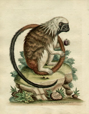 Le Petit Singe-Kion a Tete grise, Plate 195