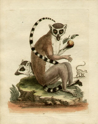 Le Maucauco, Plate 197