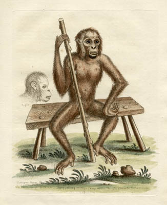 The Satier, Plate 213