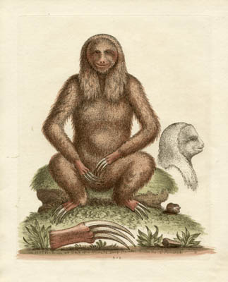 The Sloth, Plate 310