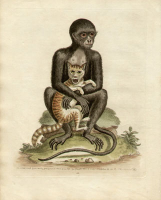 The Middle-sized Black Monkey, Plate 311