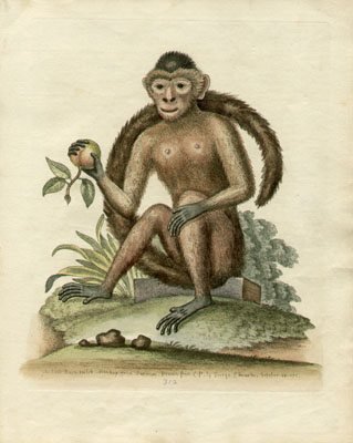 The Bush-tailed Monkey, Plate 312