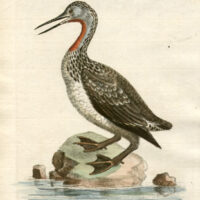 The Red-Throated Loon from Greenland Published September 1743, Plate 97