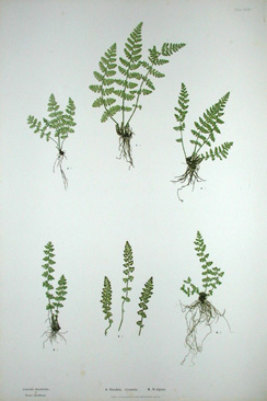 Nature Printed Ferns