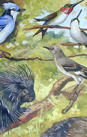 North American Animals