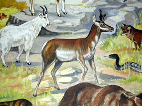 North American Animals