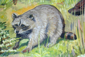 North American Animals