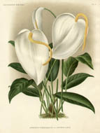 Anthuriums from L'Illustration Horticole