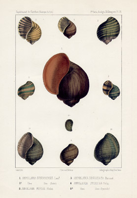 Ampullaria Shells