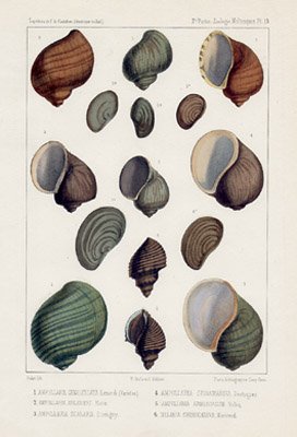 Ampullaria Shells