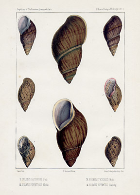 洋書 Shells - Classic Natural History Prints 洋書 Shells