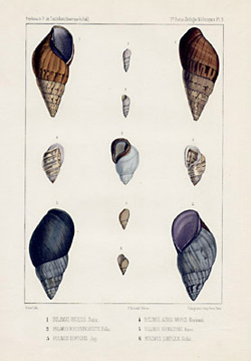 Natural History Art, Sea Shells, M.H. Hupe, 1857, Antique