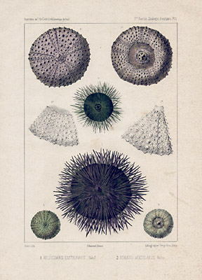 Corals and Urchins
