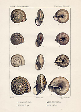Small Shells