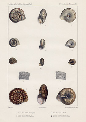 Small Shells