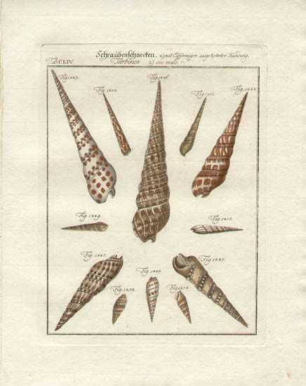 洋書 Shells - Classic Natural History Prints 洋書 Shells - Classic Natural History Prints Vintage