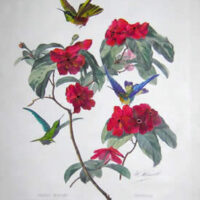 Oiseaux Mouches Clarisse. Bourciera-Torquata, Franciscea Latifolia, No. 6. [Clarisse Hummingbirds. Collared Shell Brunfelsia Australis]
