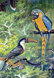 Detail of Neotropische Fauna