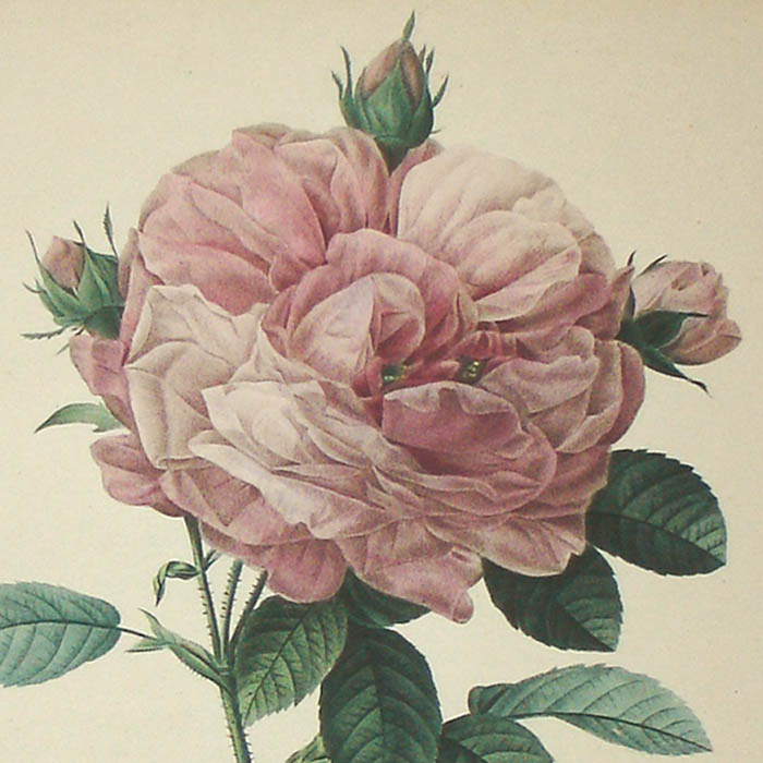 Vintage Fine Art Print botánico le Rosas Redoute alrededor de 1817 Vintage Restaurado 