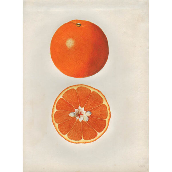 Ellen Schutt, California Oranges