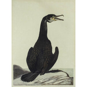 Double-Crested Cormorant (Phalacrocorax Auritas) Plate 80