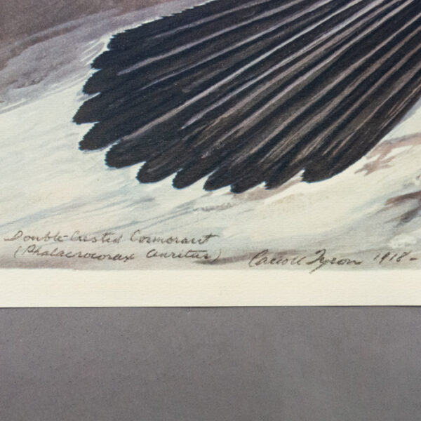 Double-Crested Cormorant (Phalacrocorax Auritas) Plate 80, detail