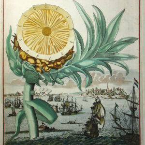 Pineapple: Natural History Study