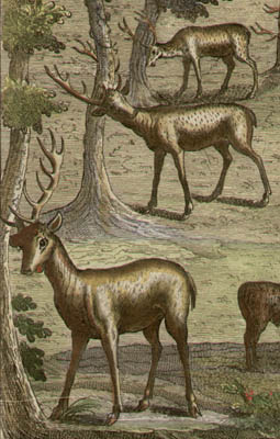 Detail of The Deere Fraying their Heads