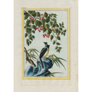 Buchoz Botanical Plate 43