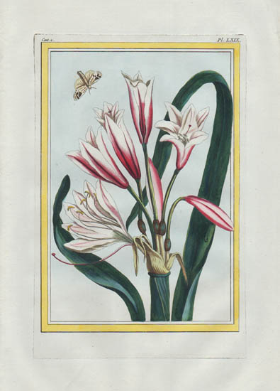 BOTANICAL ART 【import品】 4 x Vintage botanical illustration book plate Print Floral