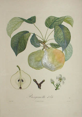 Plate 148, Bergamotte d'Eté