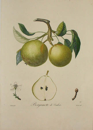 Plate 393, Bergamotte de Soulers