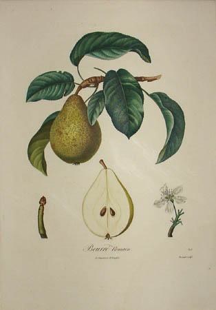 Plate 348, Beurré Romain
