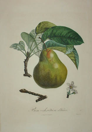 Plate 114, Bon-chrétien d'hiver