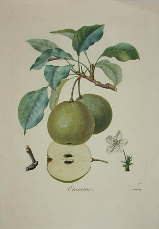 Plate 305, Crasanne