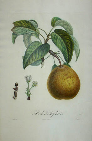 Plate 73, Poire d'Agobert